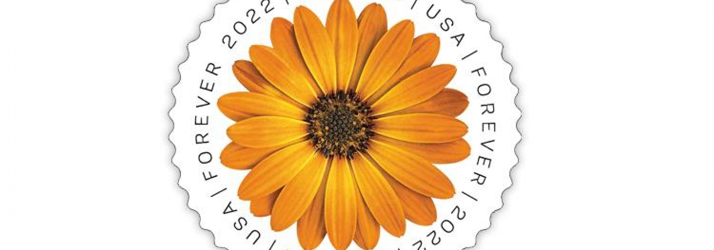 new-u-s-global-forever-stamp-features-african-daisy